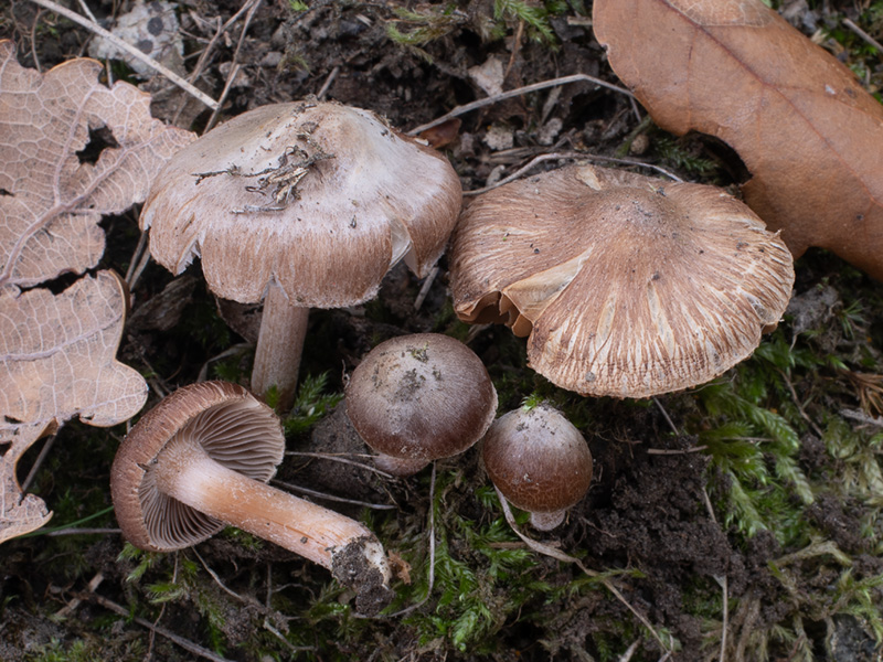 Inocybe percastanea Inocybe percastanea